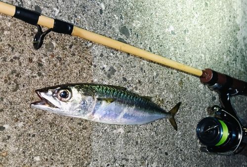 サバの釣果
