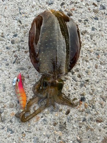 アオリイカの釣果