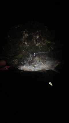 キビレの釣果