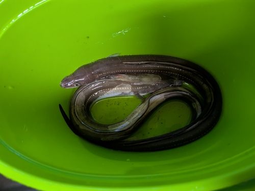 釣果