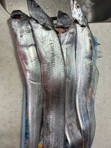 タチウオの釣果