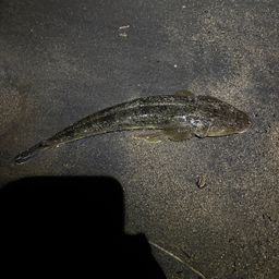 マゴチ