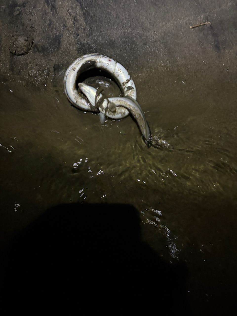 ウナギ