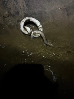 ウナギの釣果