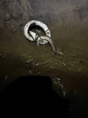 ウナギの釣果