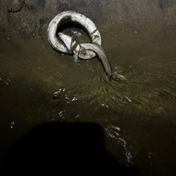 ウナギ