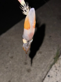 チイチイイカの釣果
