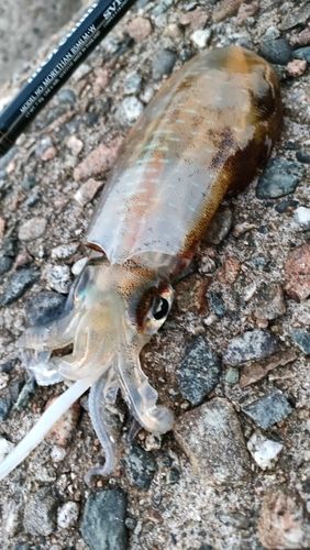 アオリイカの釣果