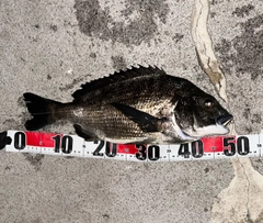 チヌの釣果