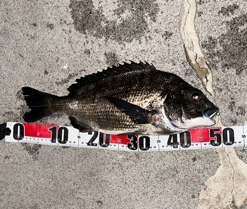 チヌの釣果