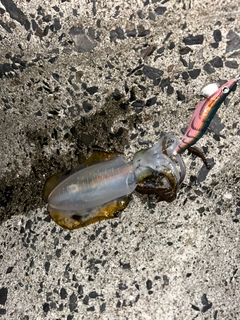 アオリイカの釣果