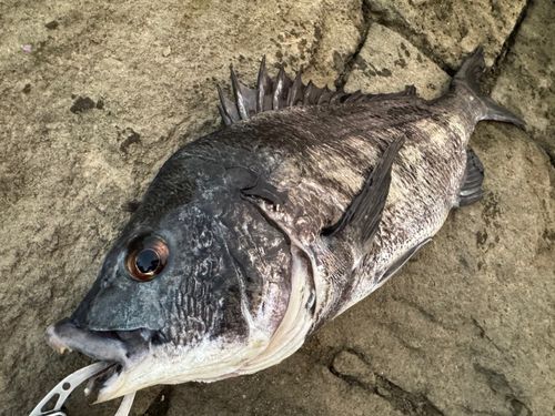チヌの釣果