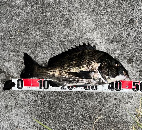 チヌの釣果