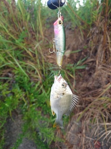 キビレの釣果