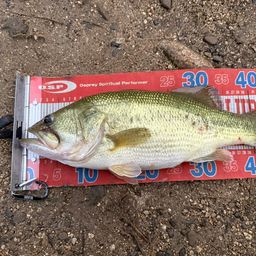 ラージマウスバス