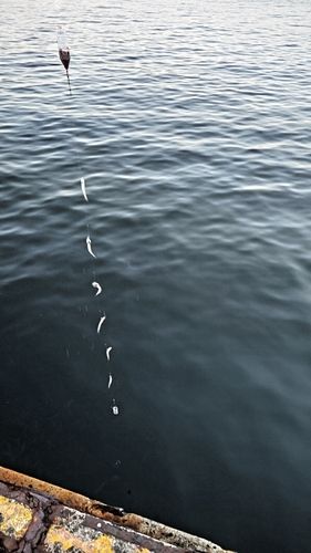 カタクチイワシの釣果