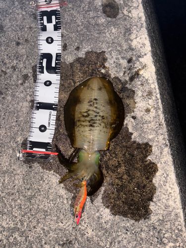アオリイカの釣果