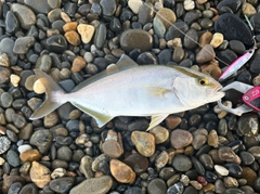 ショゴの釣果