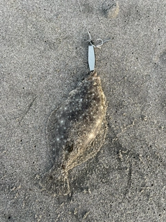 ソゲの釣果