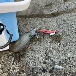 アオリイカ