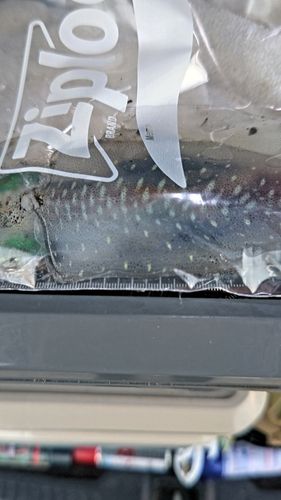 南大阪野池群