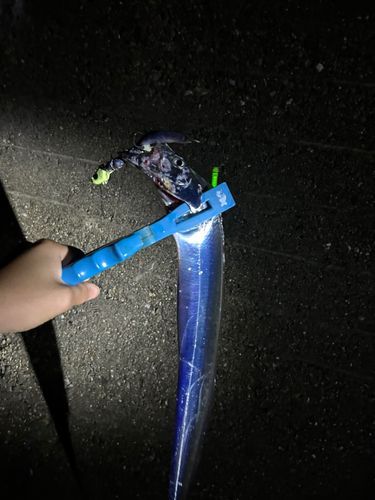 タチウオの釣果