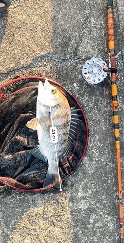 クロダイの釣果