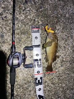 ガヤの釣果