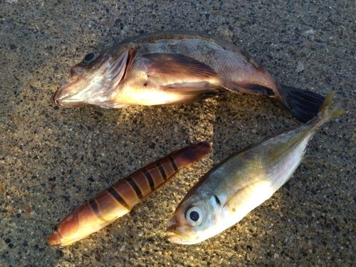 マアジの釣果