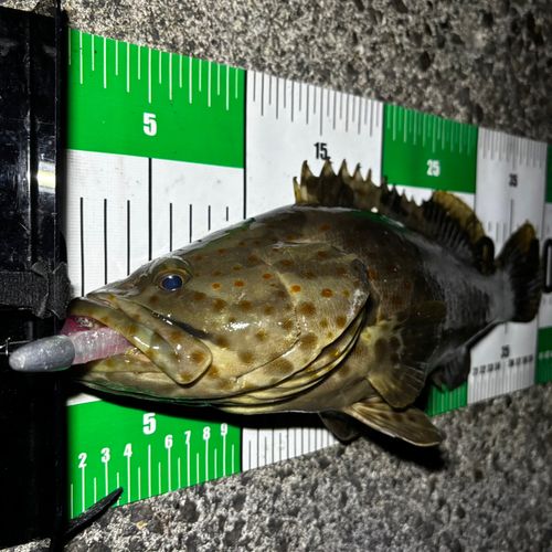チャイロマルハタの釣果