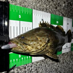 チャイロマルハタ