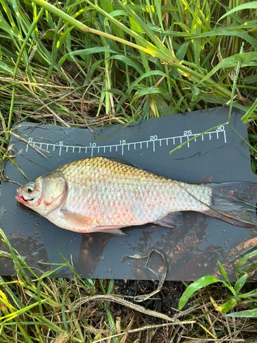 ヘラブナの釣果