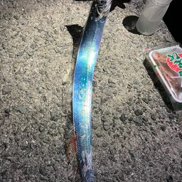タチウオ