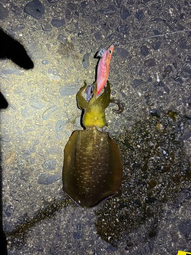アオリイカの釣果