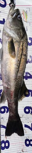 シーバスの釣果