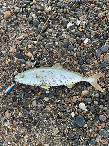 ワカシの釣果