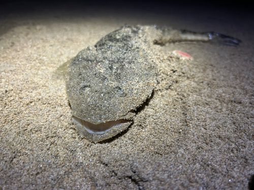 マゴチの釣果