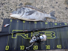チヌの釣果