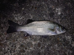 セイゴ（ヒラスズキ）の釣果