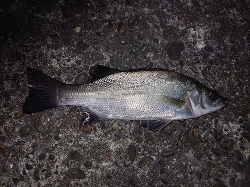 セイゴ（ヒラスズキ）の釣果