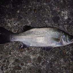 セイゴ（ヒラスズキ）