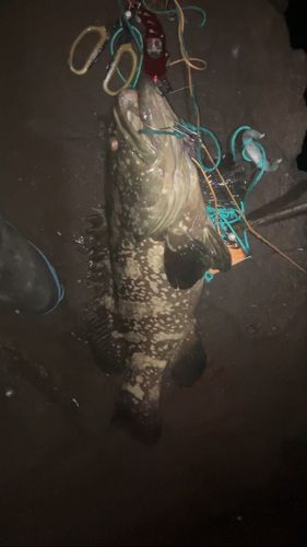 クエの釣果