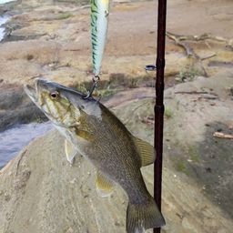 スモールマウスバス
