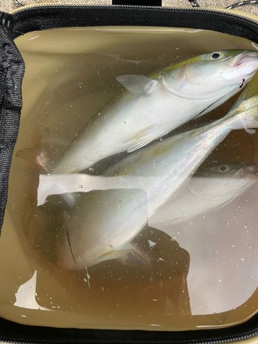 ワカシの釣果