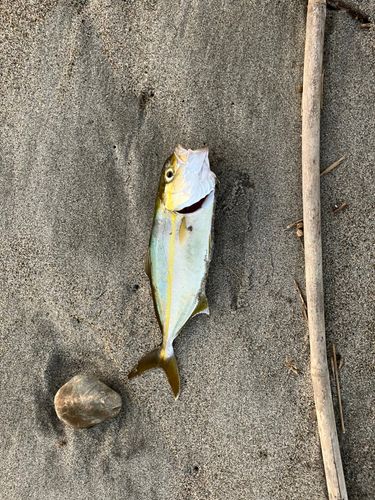 ハマチの釣果