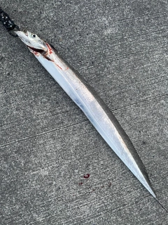 タチウオの釣果