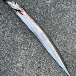 タチウオ