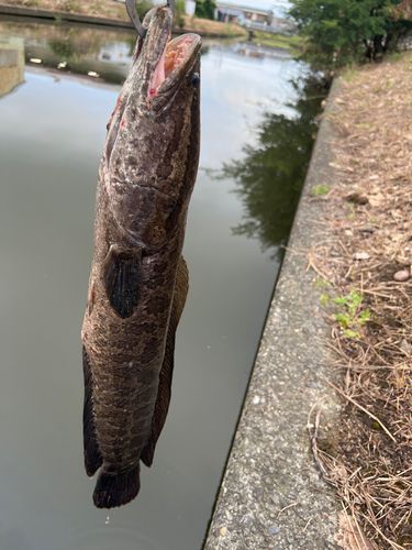 ライギョの釣果