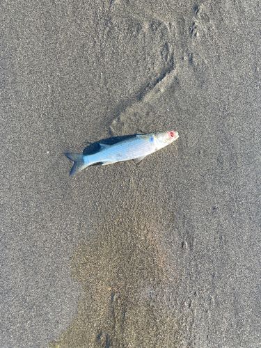ボラの釣果