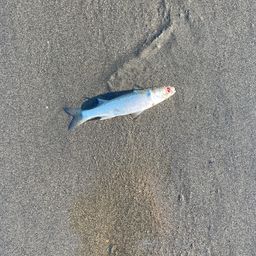 ボラ